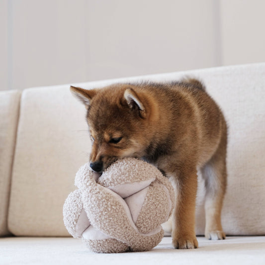 Schnüffelball