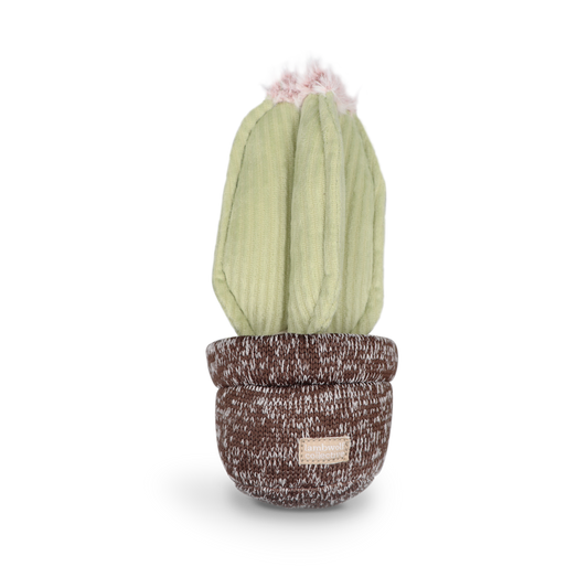 KAKTUS