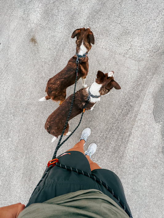 Rock adjustable leash